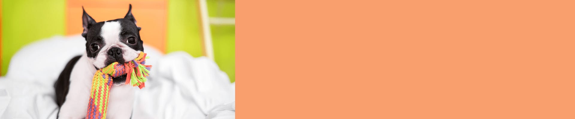 Wholesale Pet Supplies