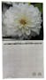 2026 Wall Calendar - 12 x 11 Inches (2 of 3)