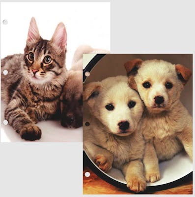 2 Pocket Folders - Cats &amp; Dogs Designs, 48 Pack