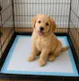 Disposable Pet Training Pads (2 of 2)