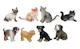 Cat and Dog Figures - Assorted (2 of 6)